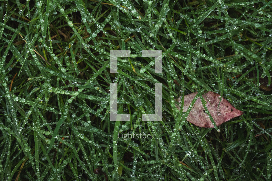 fall leaf in wet grass