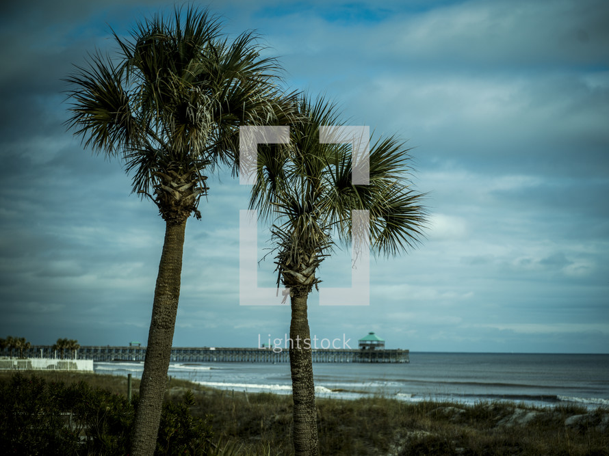 palm trees and pier 