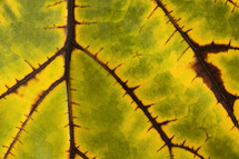 viens in a yellow leaf 