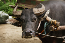 Hard working Philippine Carabao (a.k.a. Philippine Water Buffalo) at a farm with a heavy, wooden yoke placed on it.