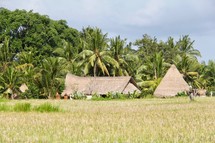 a village hidden in palm trees 
