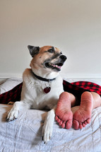 a dog in bed and human feet 