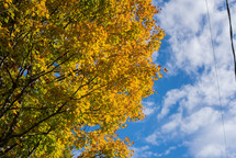 Yellow fall tree against blue sky