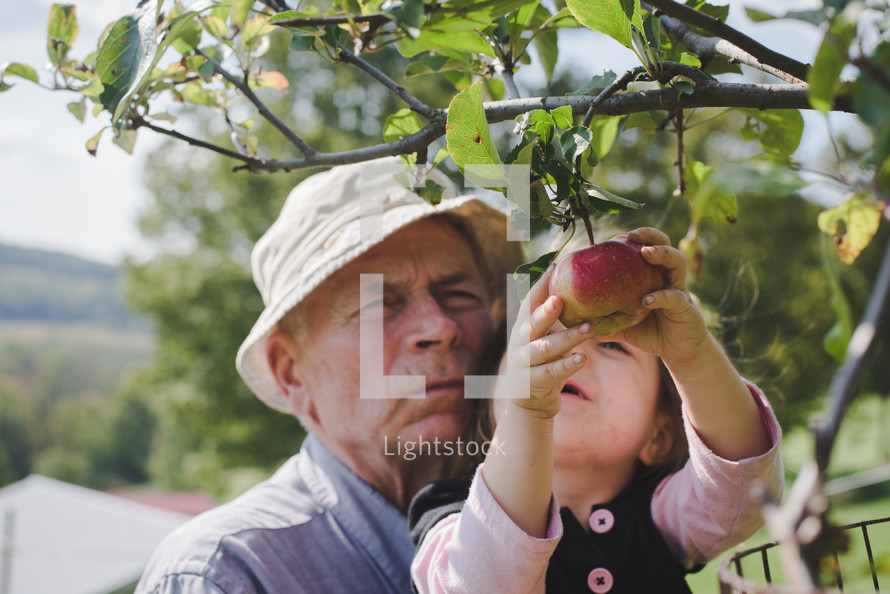 grandfather and granddaughter picking apples off a tree 
