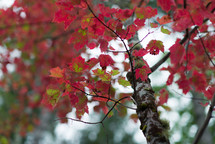 red and green leaves on a tree 
