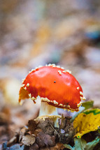 red mushroom 