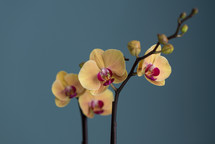 orchid flowers against a blue background 
