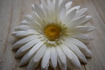 white gerber daisy closeup 