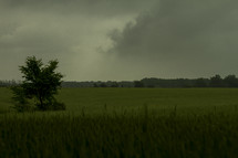 Stormy field.