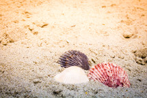 shell in the sand 