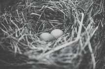 bird eggs in a bird nest 