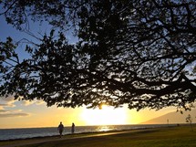 silhouette of a tree and a couple walking on a beach 