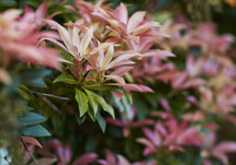 pink, green, and red leaves on a bush 
