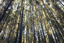tall trees in a forest 