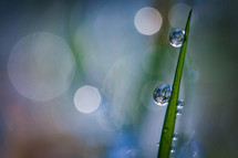 Melting frost / Dew on a blade of grass, backlit by the sun and surrounded by soft bokeh