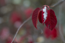 snow on red leaves 