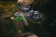 Crocodile in a water