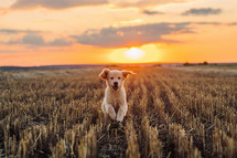 Authentic Portrait Tiny Pedigreed Golden Retriever Puppy Running in Sunset Light