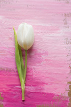 single tulip on painted pink background 