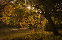 sunburst through fall trees 