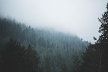 fog over trees on a mountainside forest 