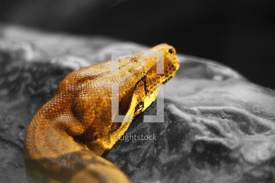 python head 