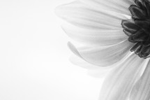 white daisy on white background 
