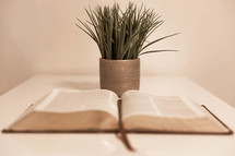 opened Bible and houseplant 