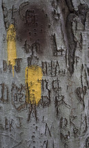 Graffiti carved tree trunk.