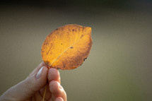hand holding a yellow leaf 