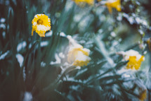 wet daffodils in the rain 