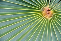 spiral palm fronds