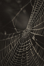 wet spiderweb 