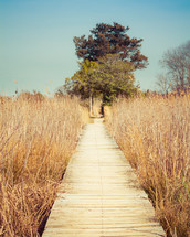wood path through tall marsh grasses 