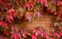 red maple leaves border around brick wall 