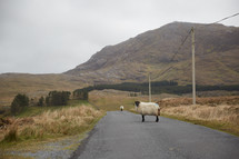 sheep on a rural road 
