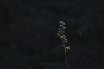 budding flowers against a dark background 