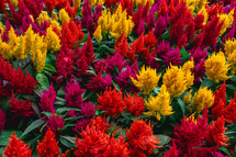 A full frame of yellow, Orange and red flowers, in the Botanical garden in São Paulo Brazil.Abstract Background.