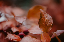 rain drops on autumn leaves
