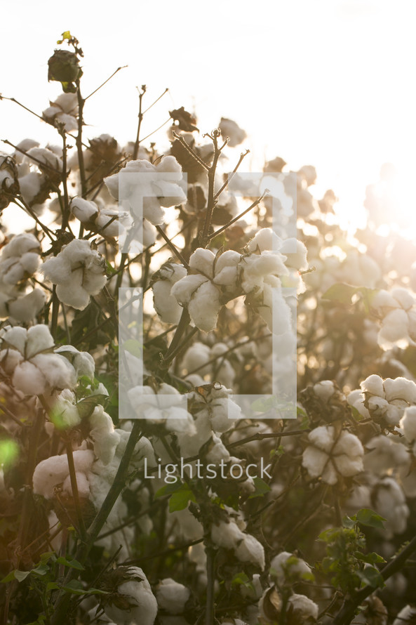 cotton plants 