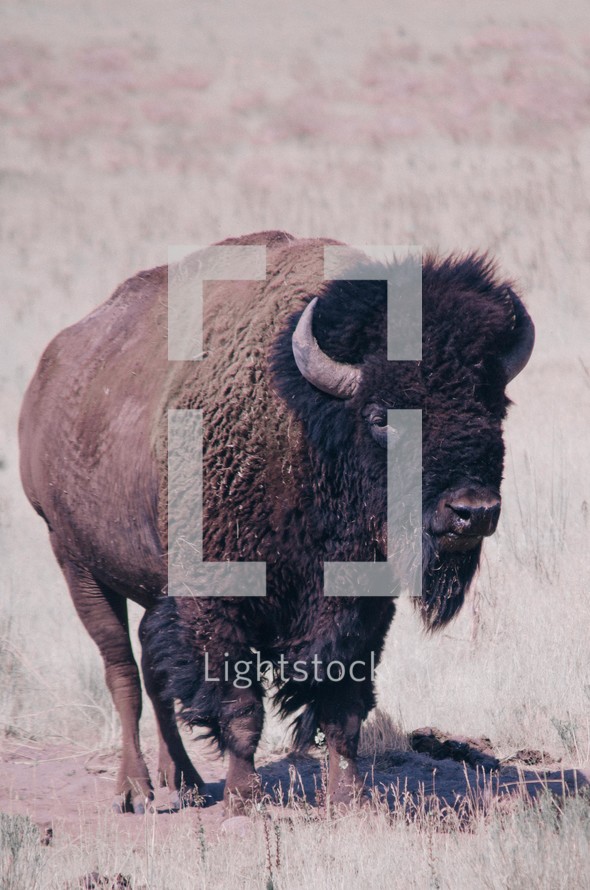 Buffalo in a pasture 