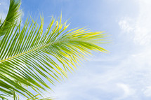 palm leaf in sunlight 
