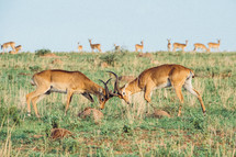 fighting antelope 