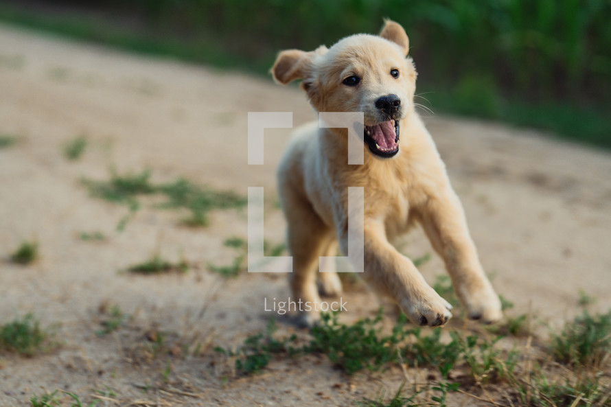 Active Funny Golden Retriever Pup Runs in slow motion outdoors on sandy road. Hunting breed dog, Summer Adventure.