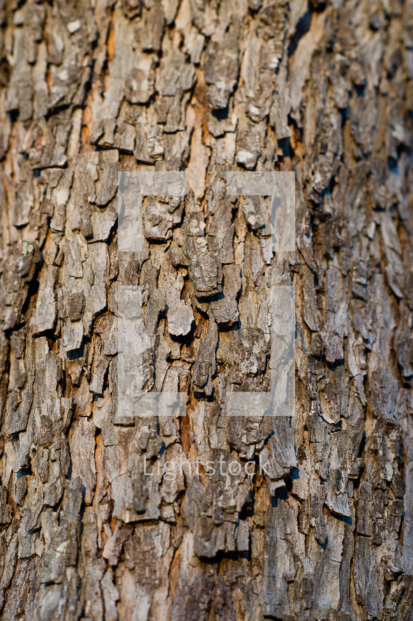tree bark 