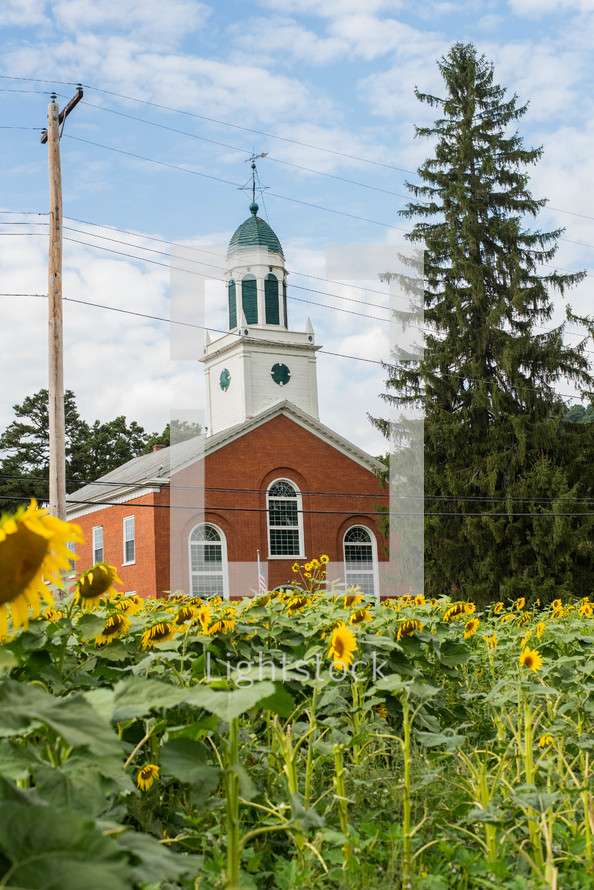 field of sunflowers and church 