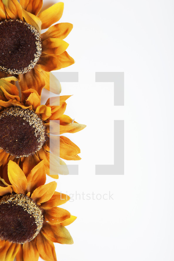 yellow sunflower border.