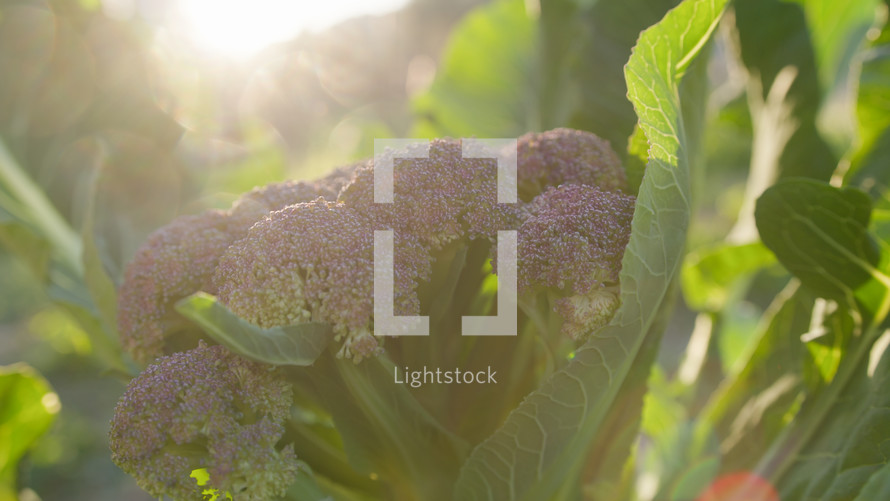 Sunlight On The Leaves Of A Broccoli Plant