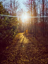 sunburst in an autumn forest 