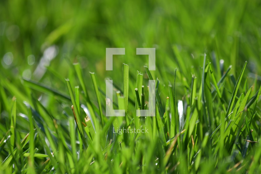 green grass lawn backdrop 
